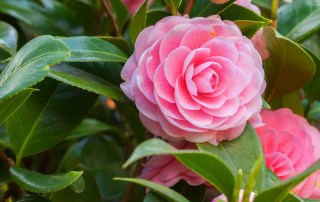 The Wisdom of Camellias